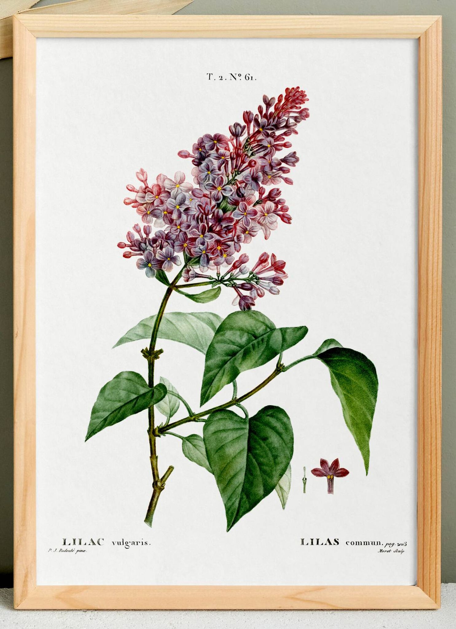 Affiche botanique sur le lilas, d’après une gravure ancienne de 1802