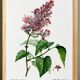 Botanical poster about lilac, after an old engraving from 1802