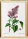 Botanical poster about lilac, after an old engraving from 1802