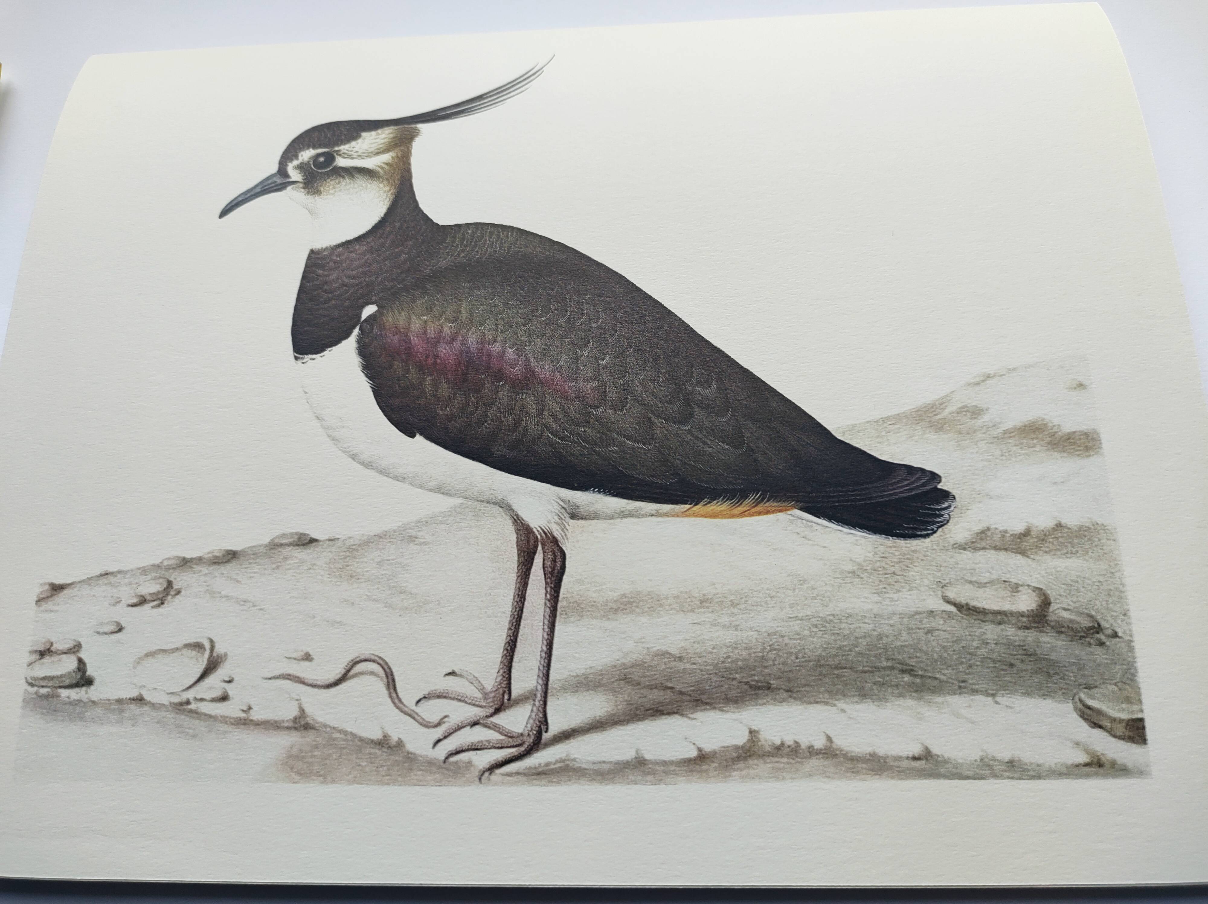 Antique bird plate - Northern Lapwing - Vintage nature illustration