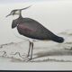 Planche oiseau ancienne -Vanneau huppé- Illustration Vintage nature