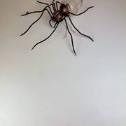 Mid-Century Spider Wall Lamp, 1960s