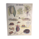School poster by Bernard Carant - cocoa