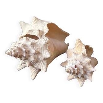 Lot of two old conch shells from Guadeloupe