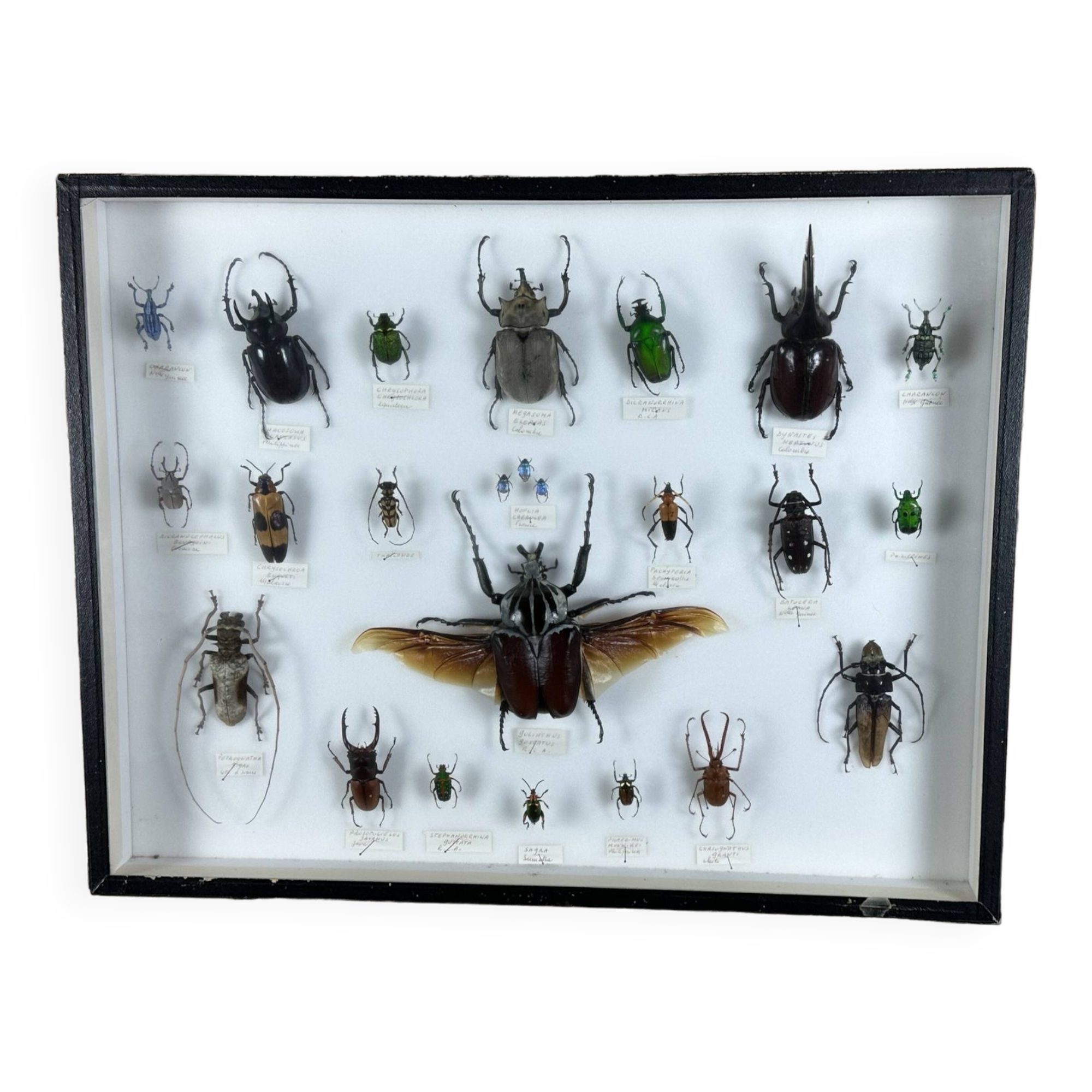 Old entomological insect frame 21 species