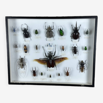 Old entomological insect frame 21 species