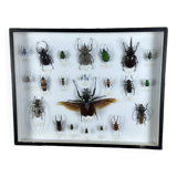 Old entomological insect frame 21 species