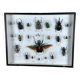Old entomological insect frame 21 species