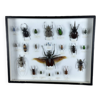 Cadre ancien entomologique insectes 21 espèces