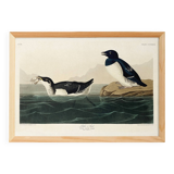 Poster about the Little Auk, based on an old engraving from 1827.