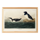 Poster about the Little Auk, based on an old engraving from 1827.