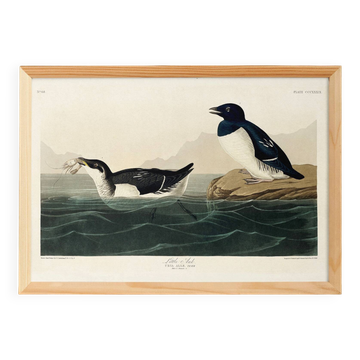 Poster about the Little Auk, based on an old engraving from 1827.