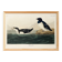 Poster about the Little Auk, based on an old engraving from 1827.