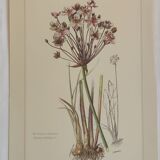 Botanical board butome in umbrella