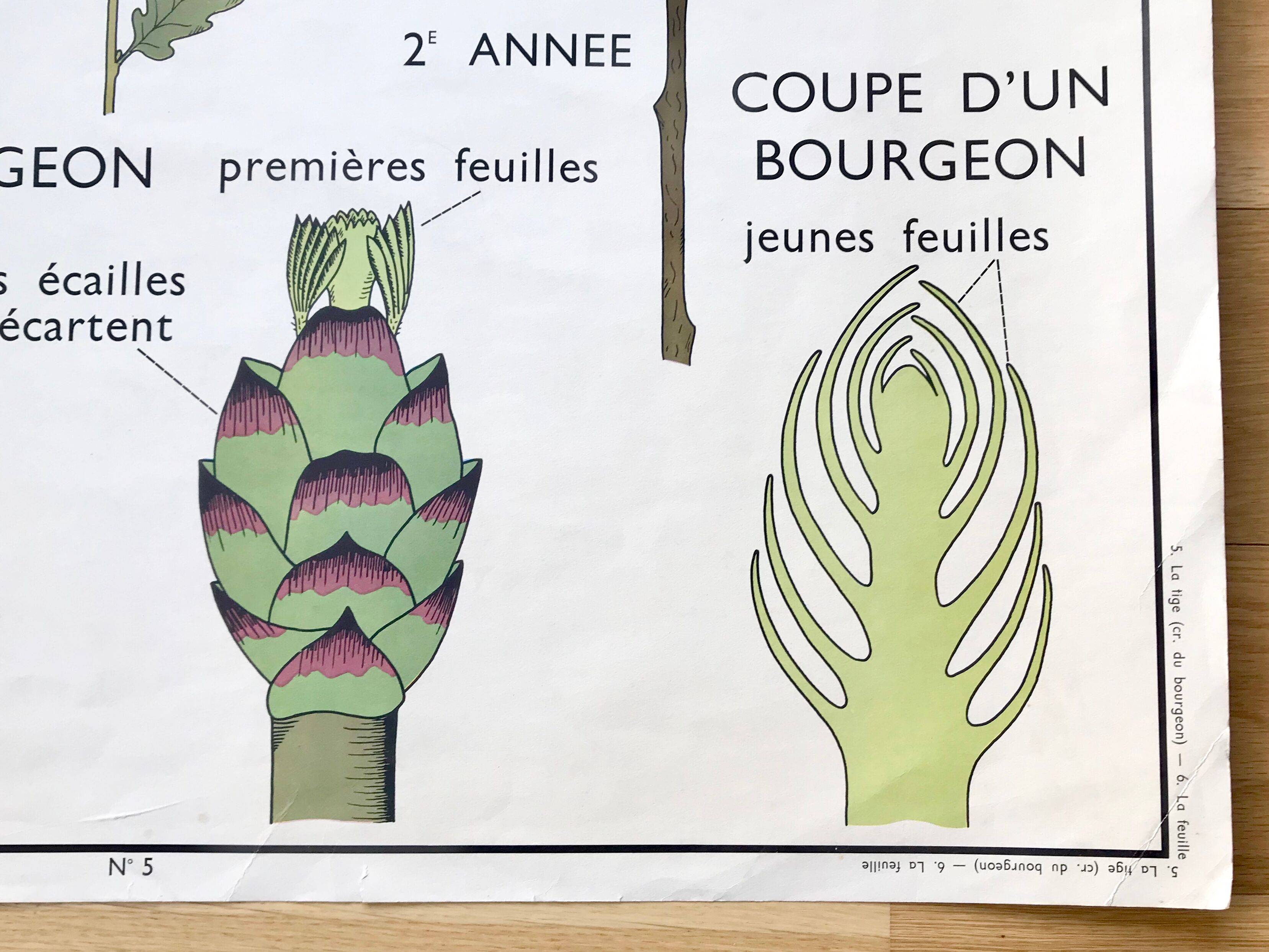 Rossignol pedagogical poster