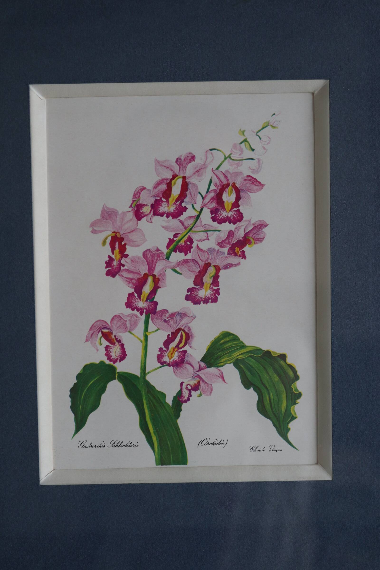 3 botanical illustrations flowers Claude vinçon