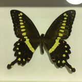 Butterfly naturalized under framework