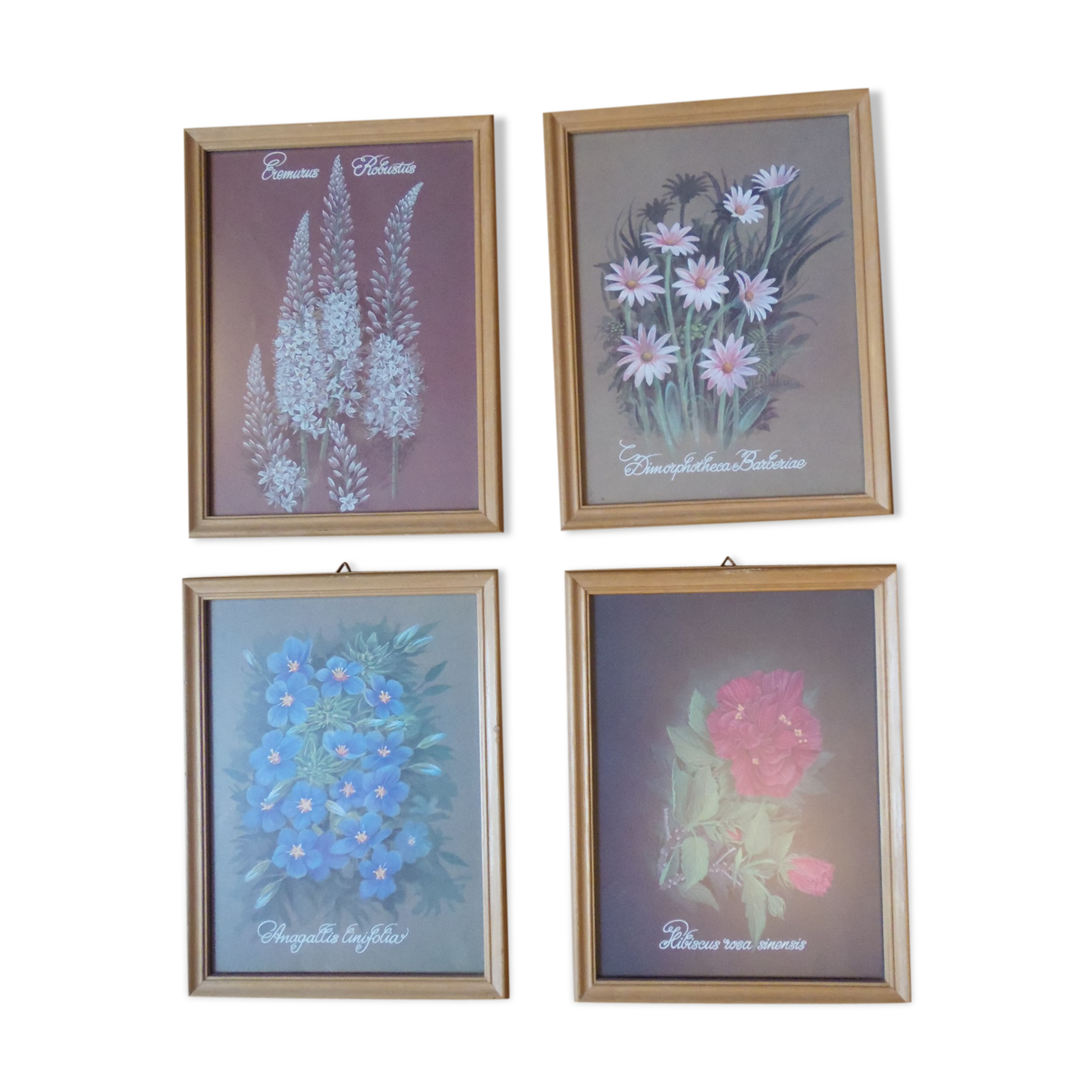 Lot 4 botanical frames 70