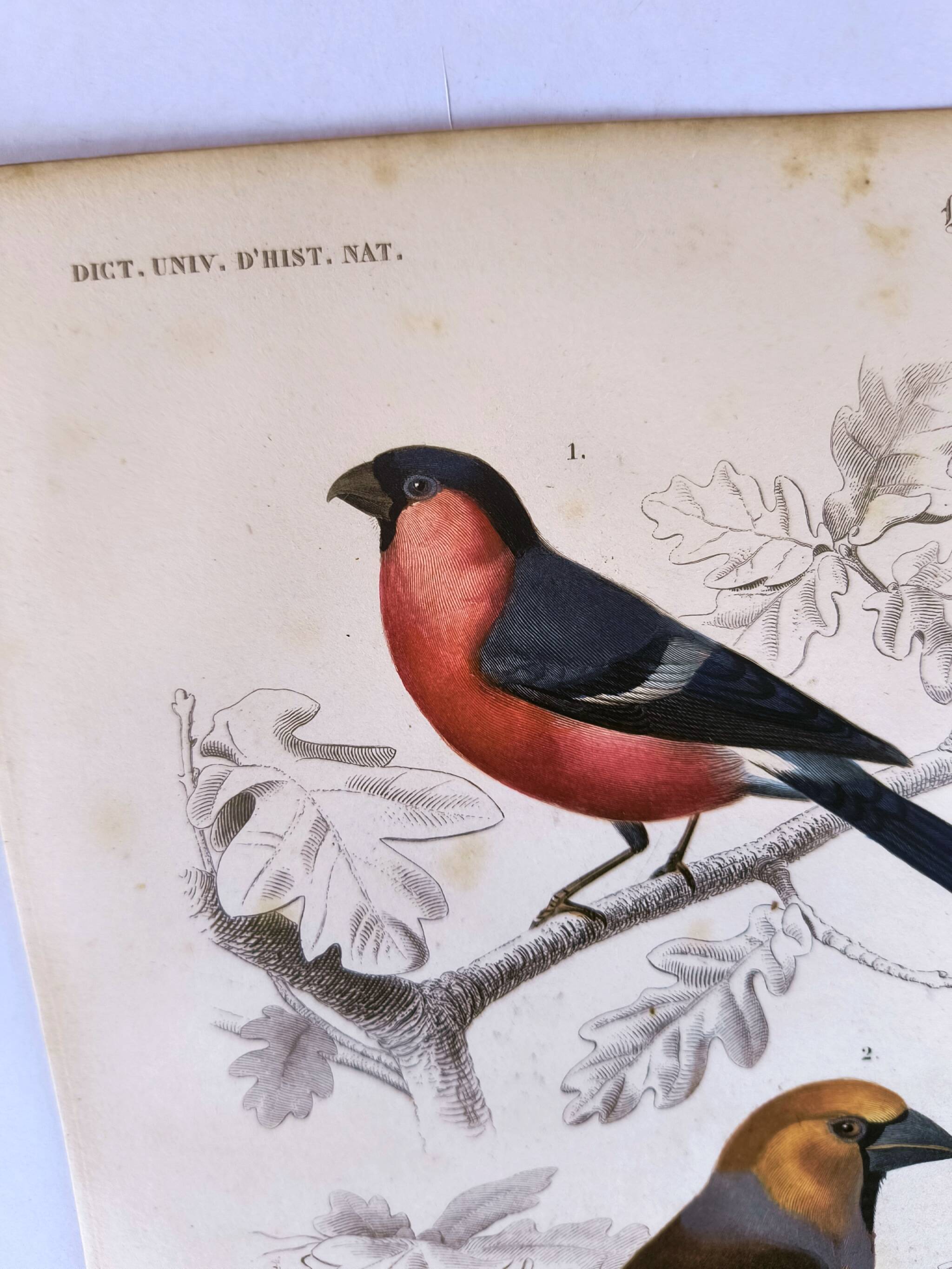 Antique engraving from 1849. Bullfinch and Grosbeak. Travies. Orbigny bird