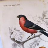 Antique engraving from 1849. Bullfinch and Grosbeak. Travies. Orbigny bird