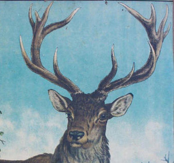 Affiche ''Cerf'' grille éducatif 1891