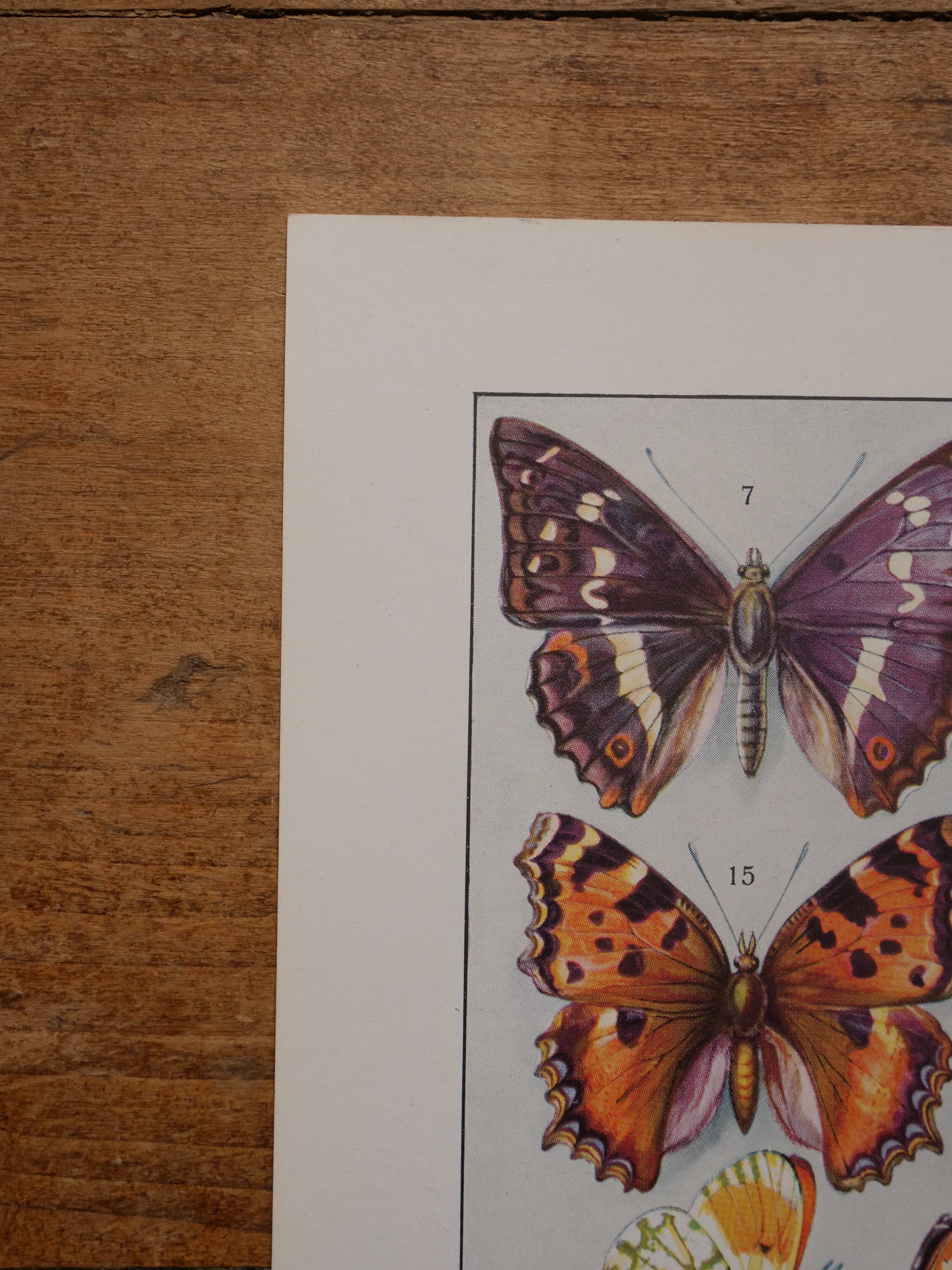 Original lithographs on butterflies