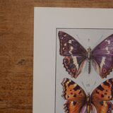 Original lithographs on butterflies