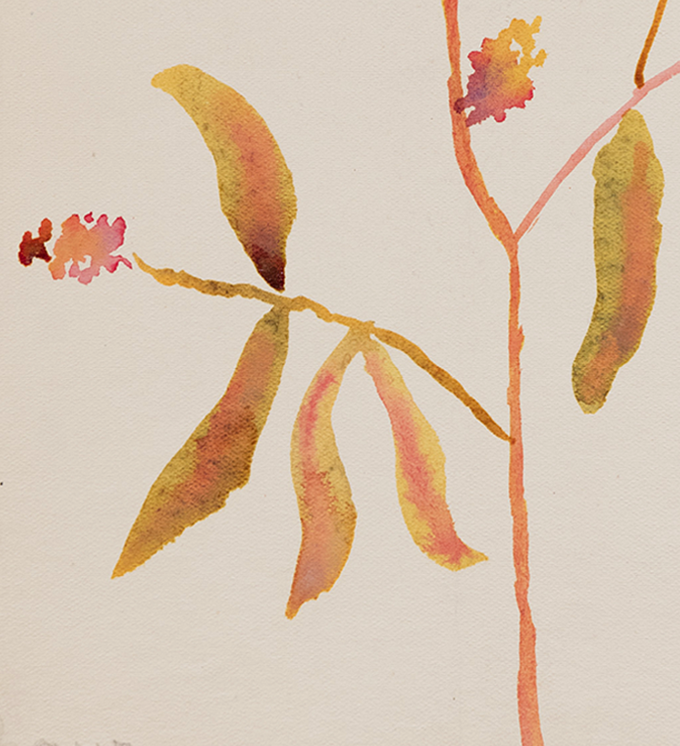 Watercolor illustration flowers