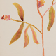 Watercolor illustration flowers