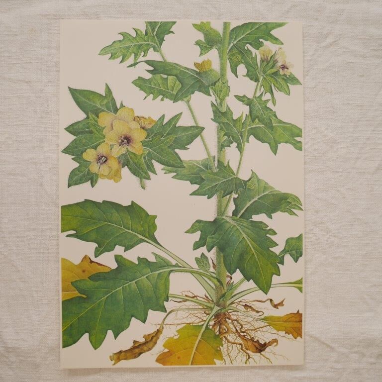 Set of 2 botanical plates Geigy, thorny apple and black henbath