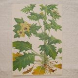 Set of 2 botanical plates Geigy, thorny apple and black henbath