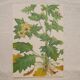 Set of 2 botanical plates Geigy, thorny apple and black henbath
