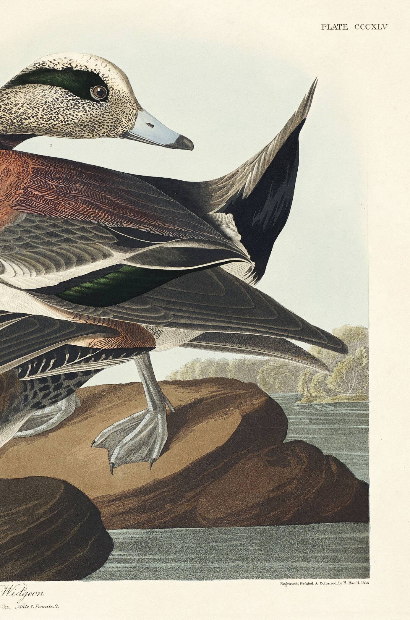 Poster about the American Wigeon, based on an old engraving