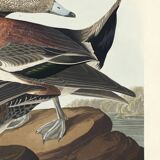 Poster about the American Wigeon, based on an old engraving