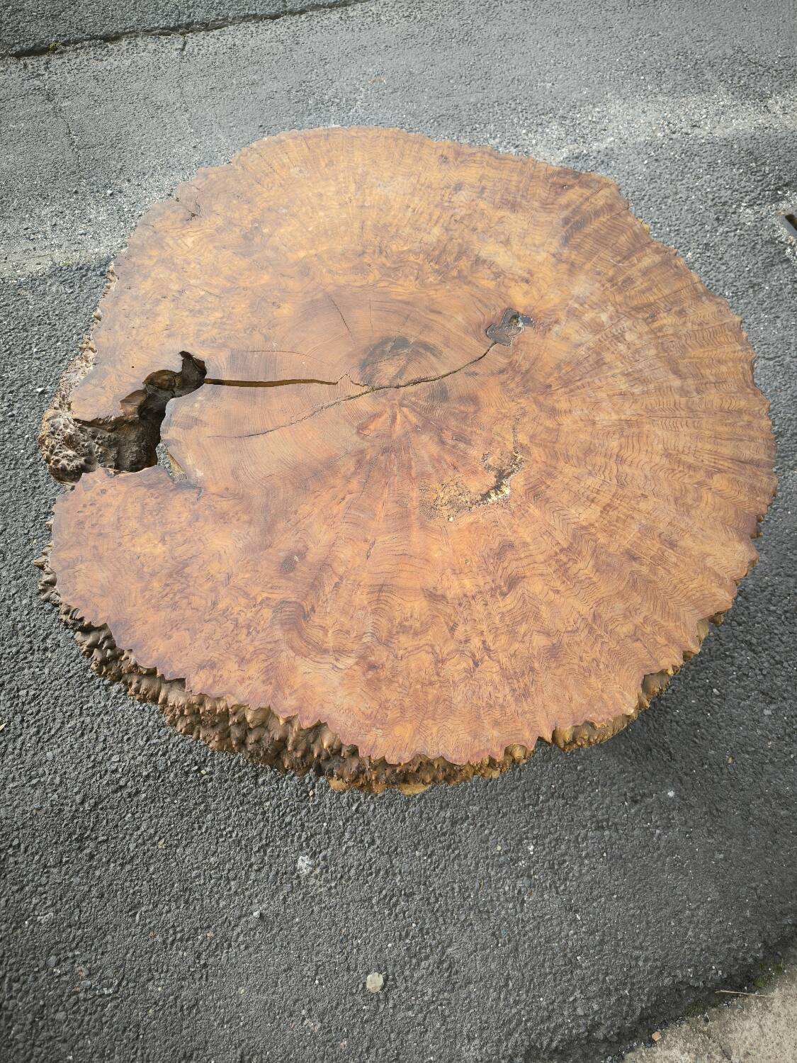 Brutalist coffee table in solid elm burl 108 cm diameter