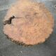 Table basse brutaliste en loupe d'orme massif 108 cm de diamètre
