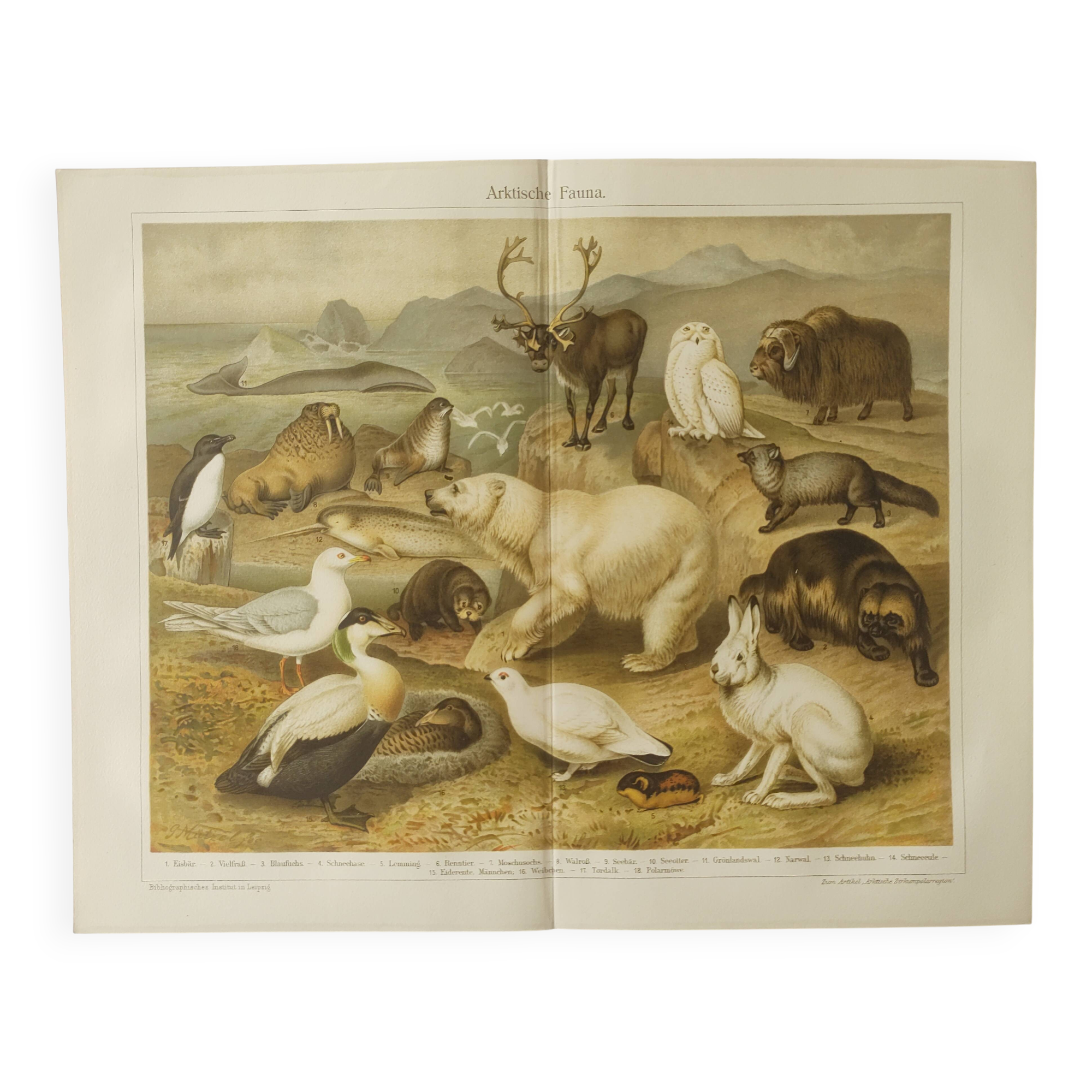 Gravure 1909 - Faune et animaux de l'Artique - Lithographie nature