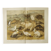 Antique engraving 1909 - Fauna and animals of the Arctic - Nature lithograph