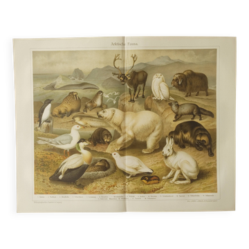 Gravure 1909 - Faune et animaux de l'Artique - Lithographie nature