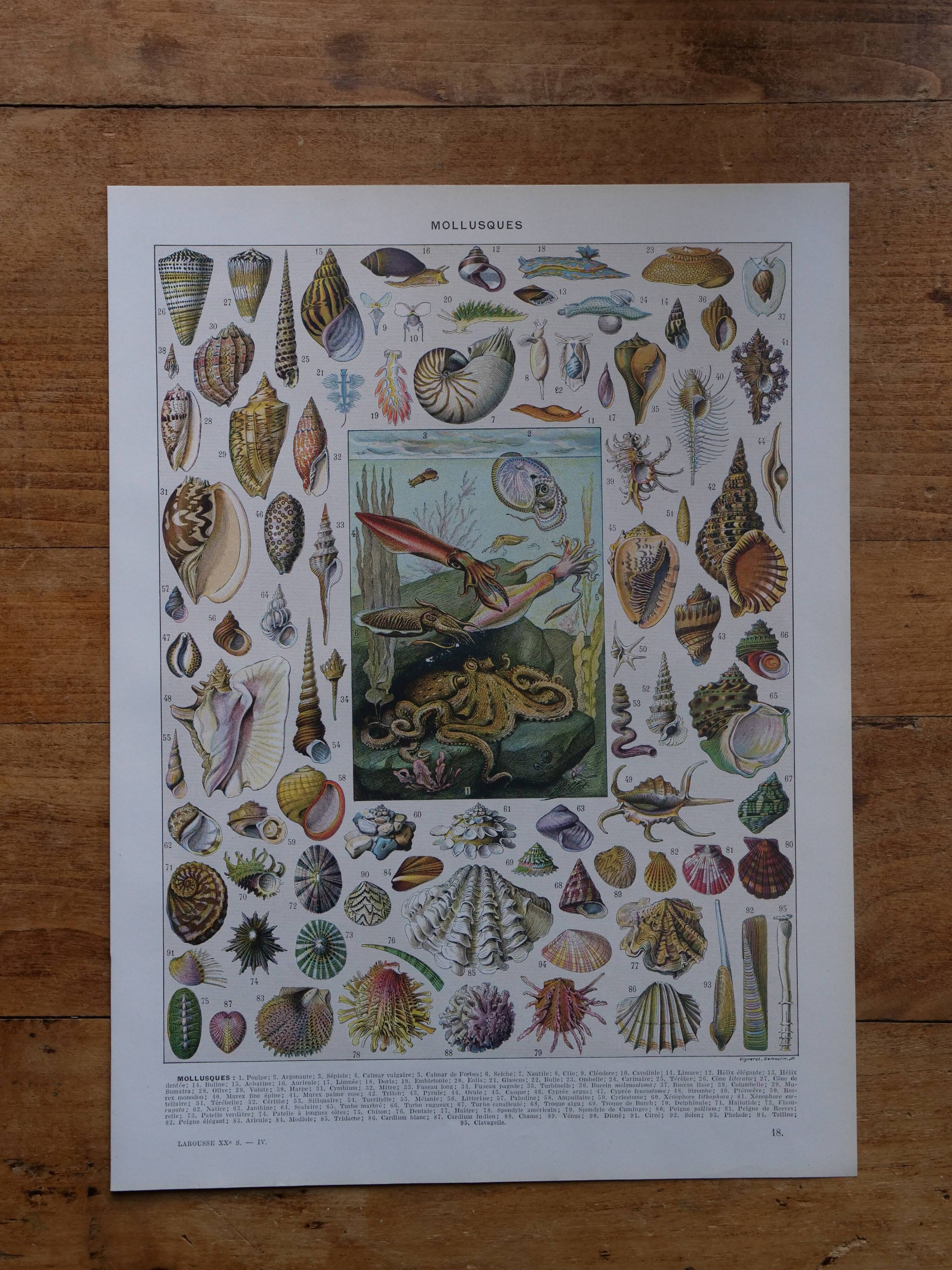 Original lithograph on mollusks