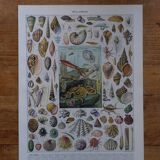 Lithographie originale sur les mollusques