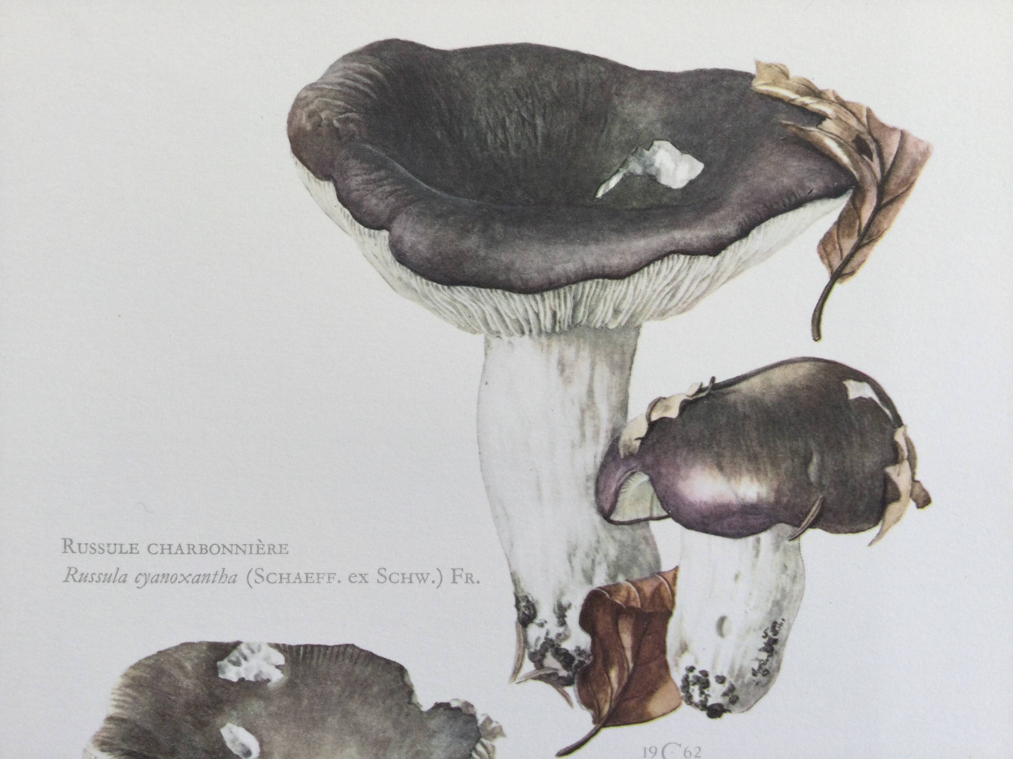 Botanical Illustration Mushrooms Russula Vintage Print 60s