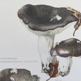 Botanical Illustration Mushrooms Russula Vintage Print 60s