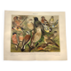 Zoological engraving from 1909 - Garden birds - Old German print