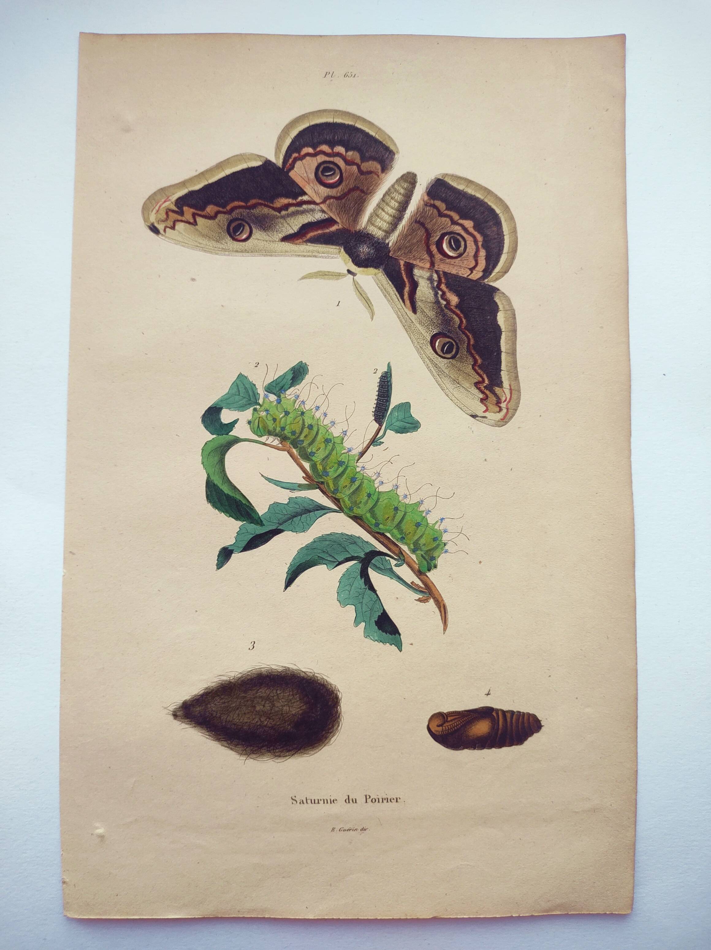Antique engraving from 1839 -Pear Tree Saturnia Butterfly- Hand-colored zoological plate. Original