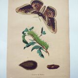 Gravure de 1839 - Papillon Saturnie Poirier- Planche zoologique coloriée à la main