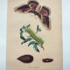 Antique engraving from 1839 -Pear Tree Saturnia Butterfly- Hand-colored zoological plate. Original