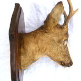 Hunting trophee