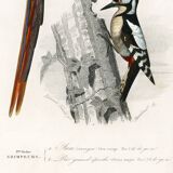 Poster of the Scarlet Macaw and the Great Spotted Woodpecker, based on an old engraving