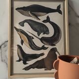 Framed illustration of marine animals